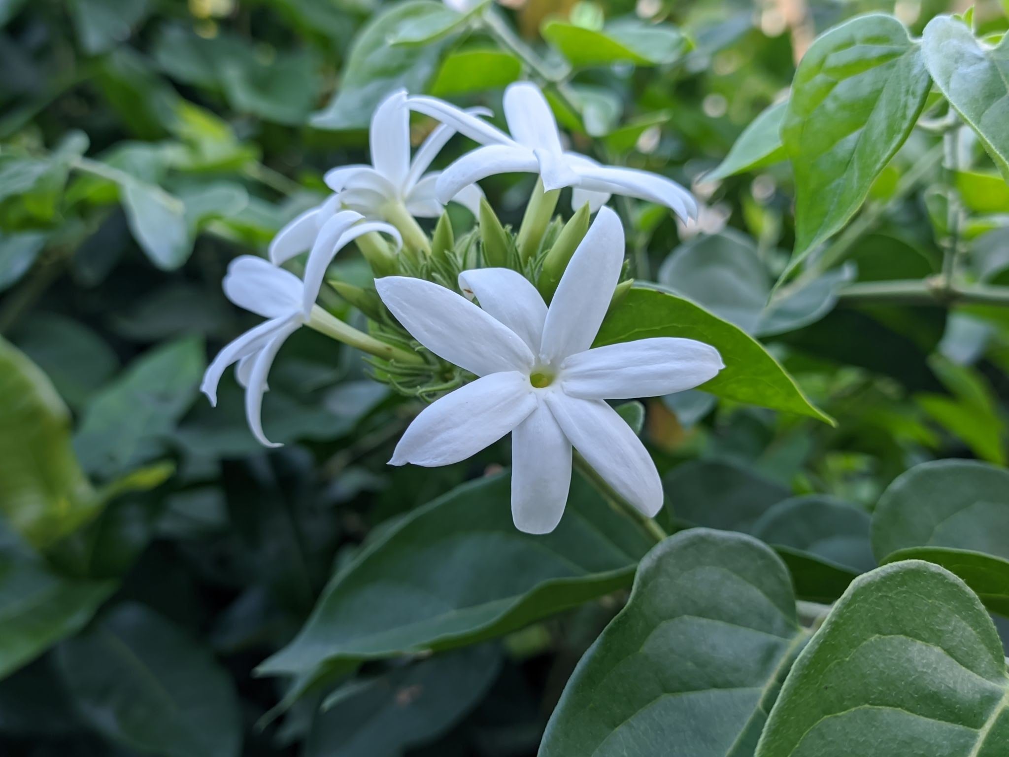 Nithyakalyani (Jasminum multiflorum) Highly Fragrant Flowering Live ...