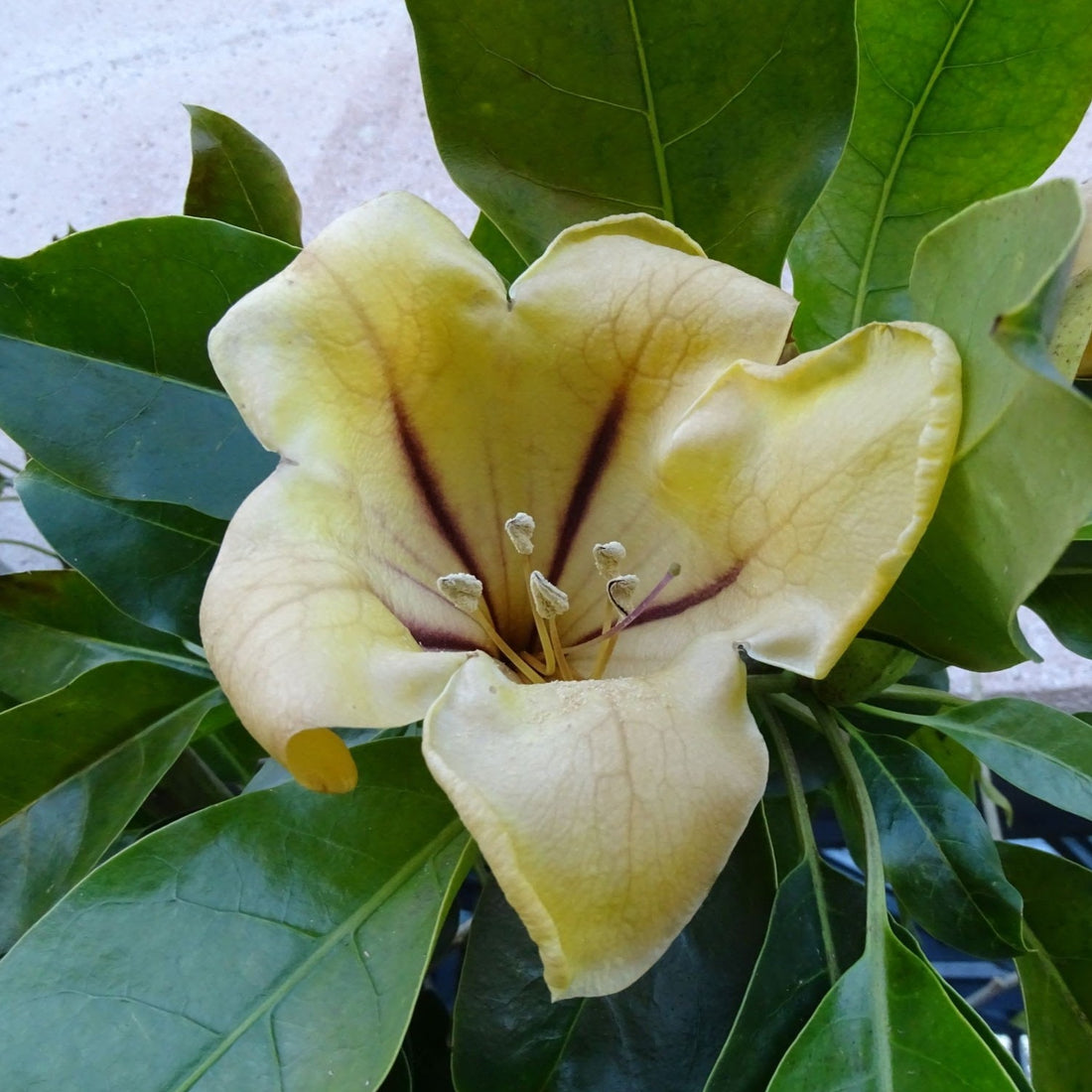 Solandra Flowering Live Plant