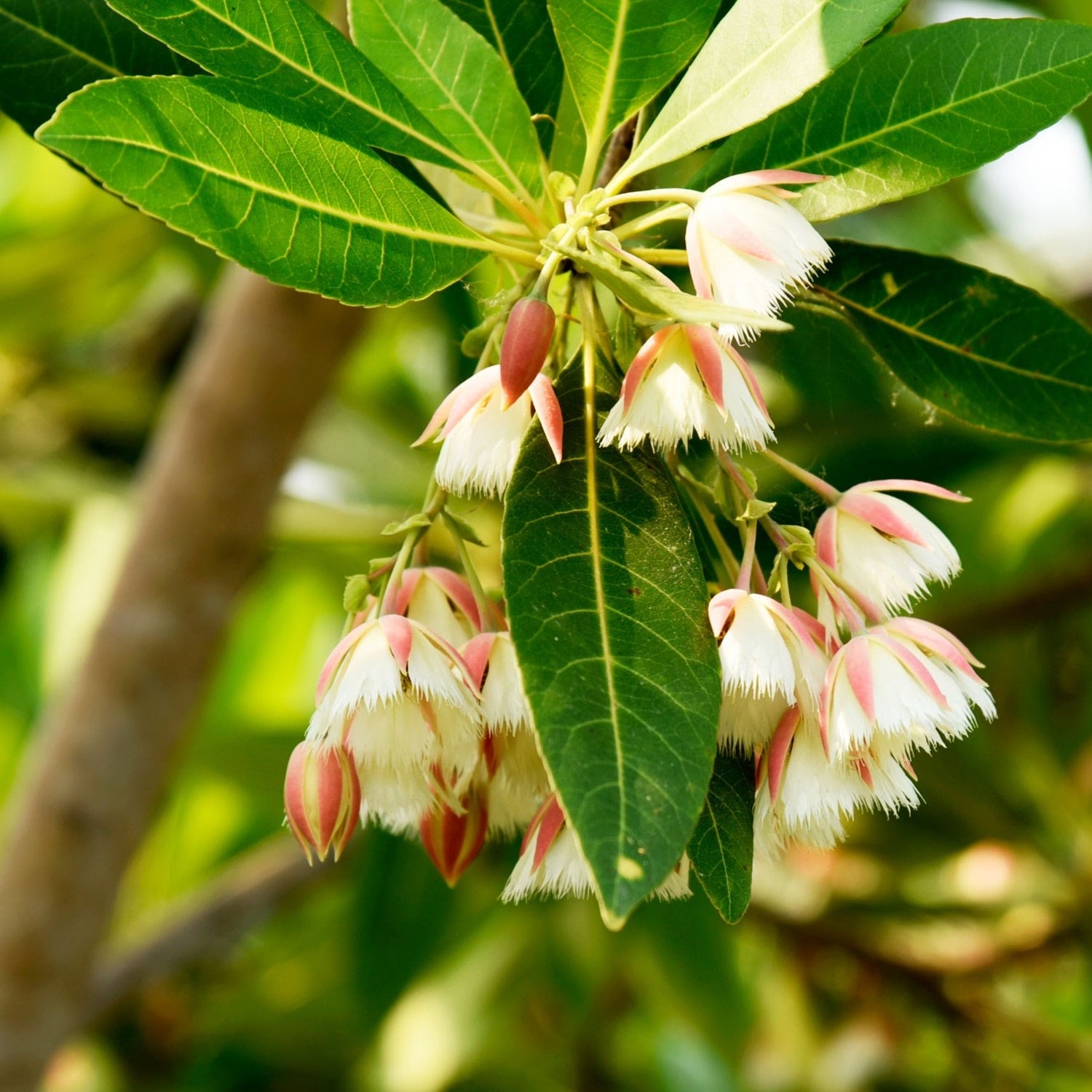 Elaeocarpus Hainanensis Flowering Live Plant