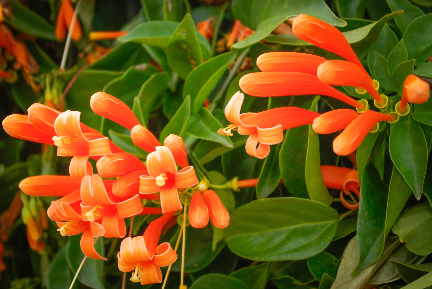 Flaming Trumpet Vine (Pyrostegia Venusta) Creeper/Climber Flowering Live Plant