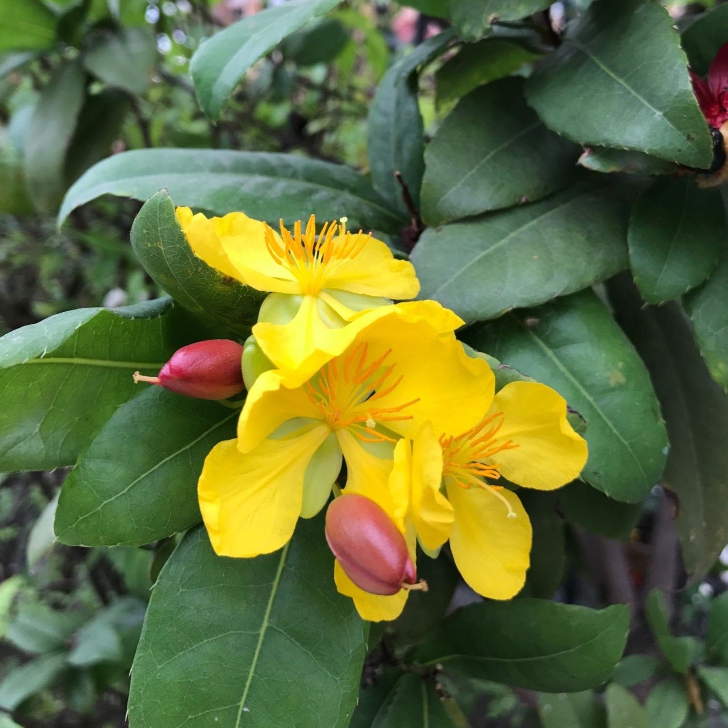 Mickey Mouse (Ochna serrulata) All Time Flowering Live Plant