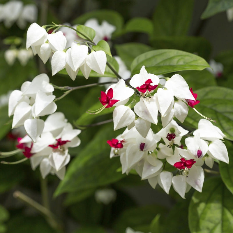 Bleeding-Heart Vine White (Clerodendrum Thomsoniae) Flowering Live Plant