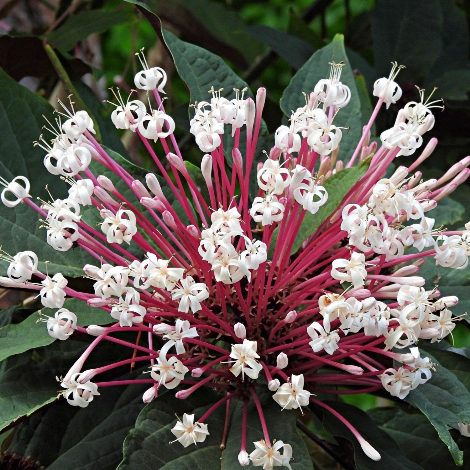 Starburst Bush (Clerodendrum quadriloculare) Rare Flowering Live Plant