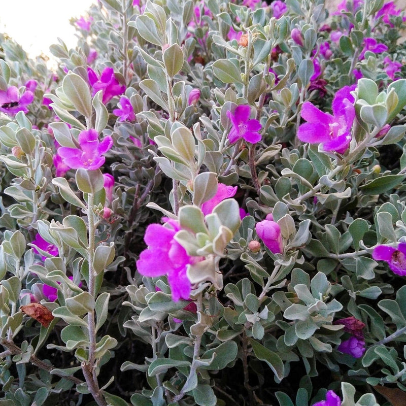 Texas Sage (Leucophyllum Frutescens) All Time Flowering Live Plant