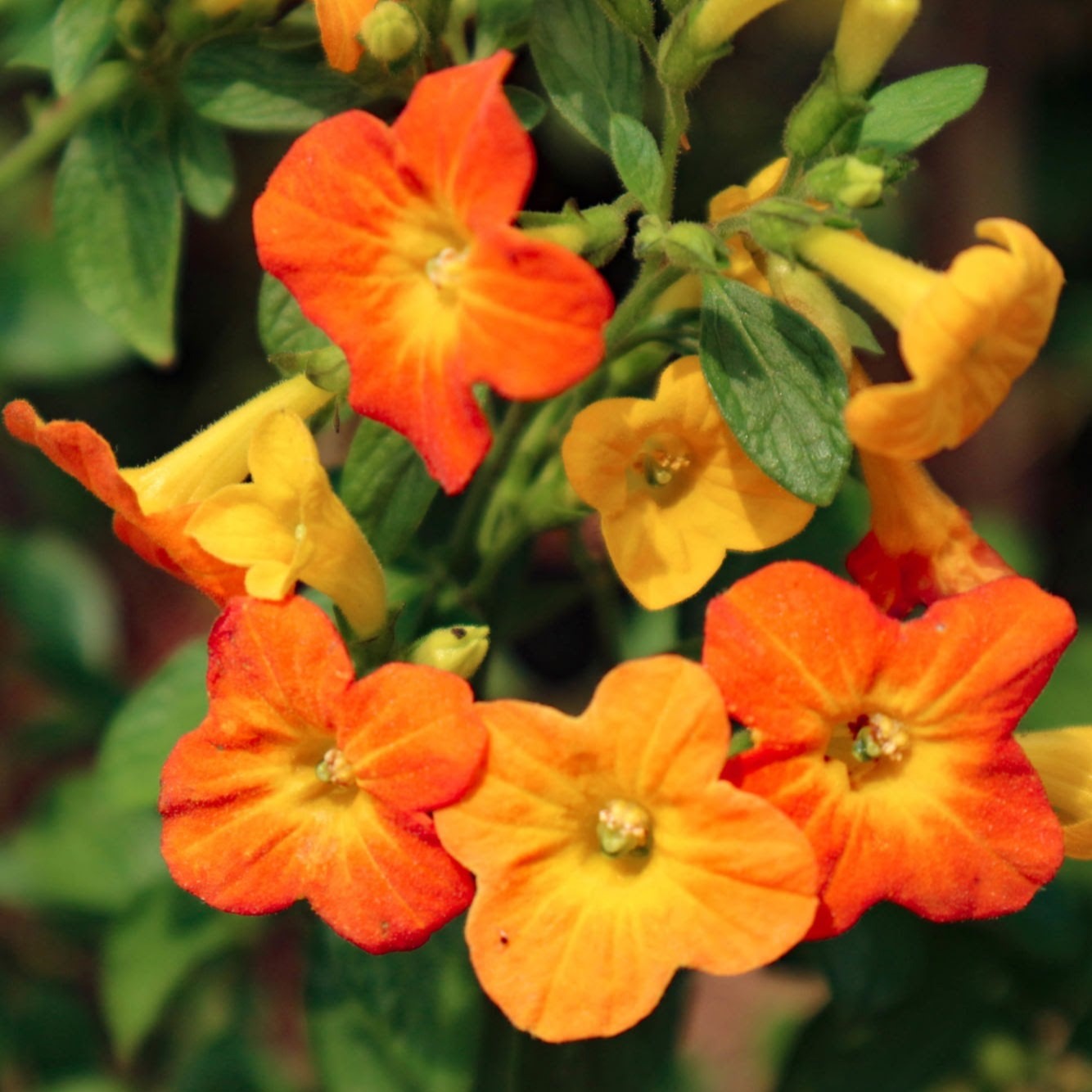 Marmalade Bush (Streptosolen jamesonii) Rare All Time Flowering Live ...