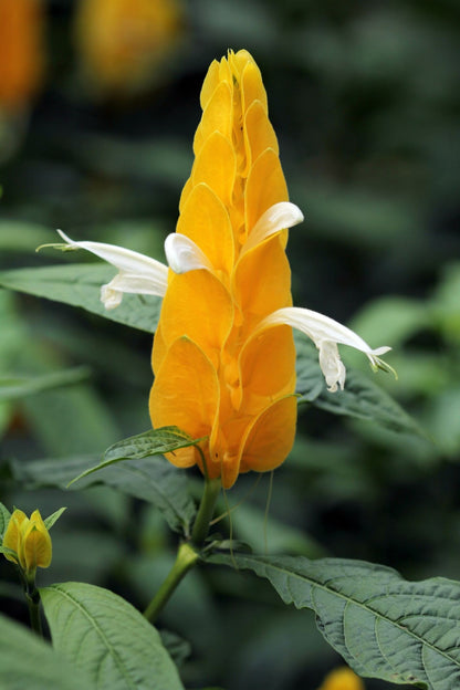 Yellow Lollipop Flowering Live Plant