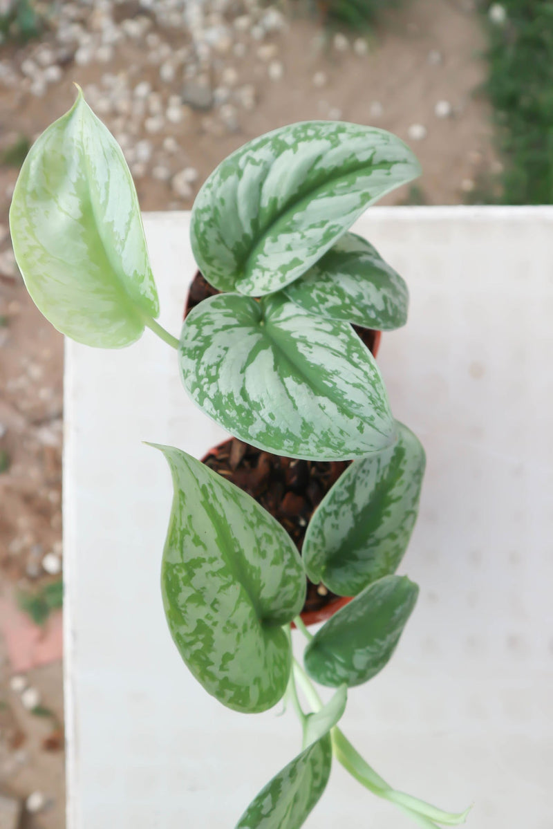 Silver Pothos (Scindapsus pictus) Indoor Live Plant