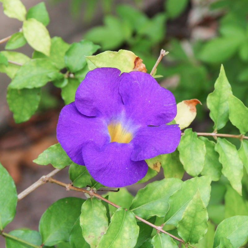 Thunbergia Erecta Blue (Bush Clock Vine) All Time Flowering Live Plant