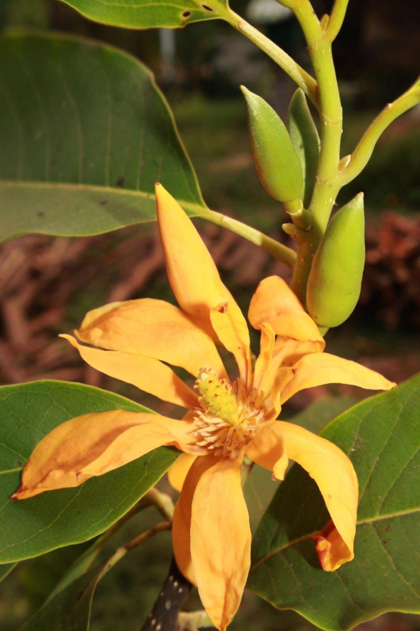 Yellow Champak (Magnolia champaca) Flowering Live Plant