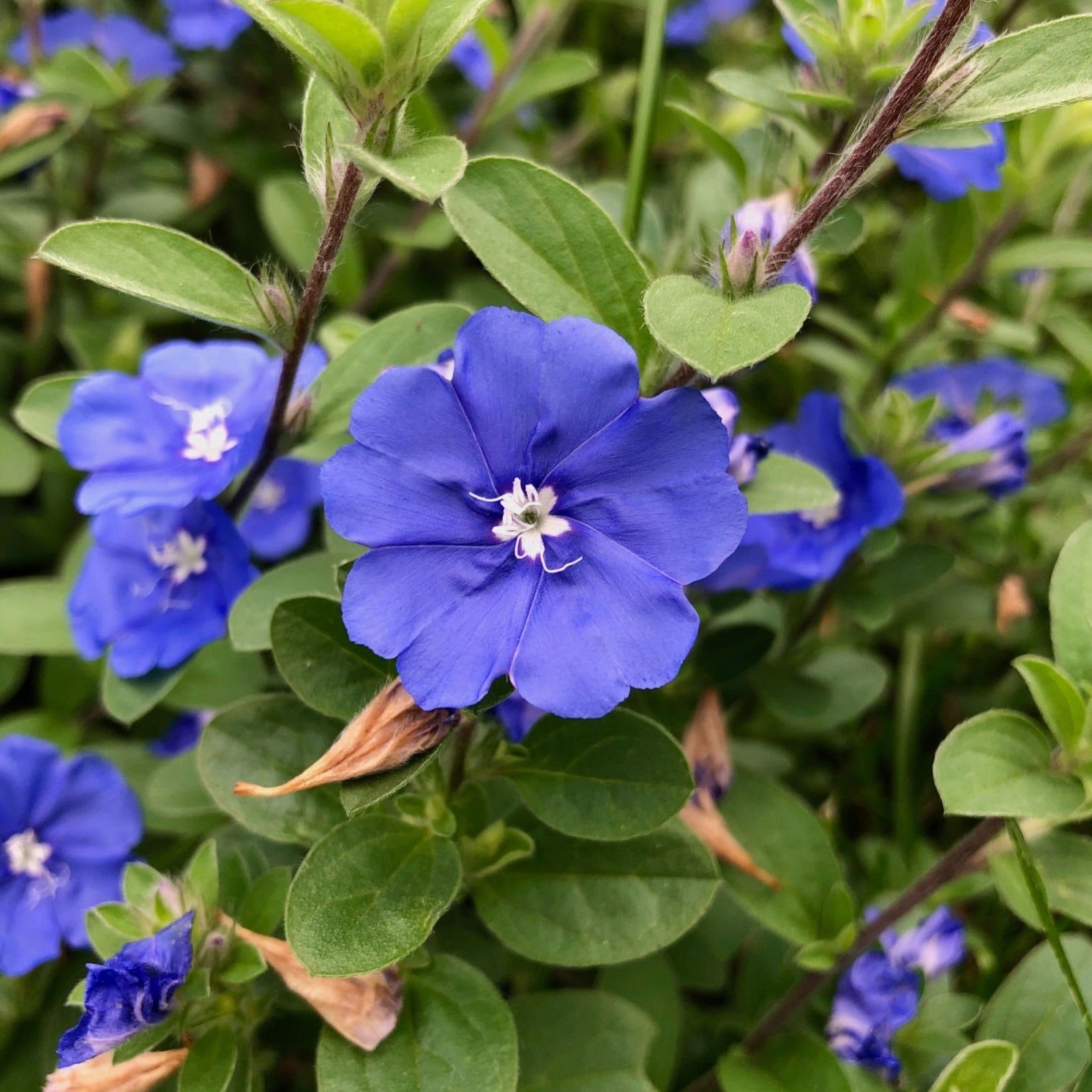 Blue Daze (Evolvulus nuttallianus) All Time Flowering Live Plant