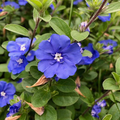 Blue Daze (Evolvulus nuttallianus) All Time Flowering Live Plant
