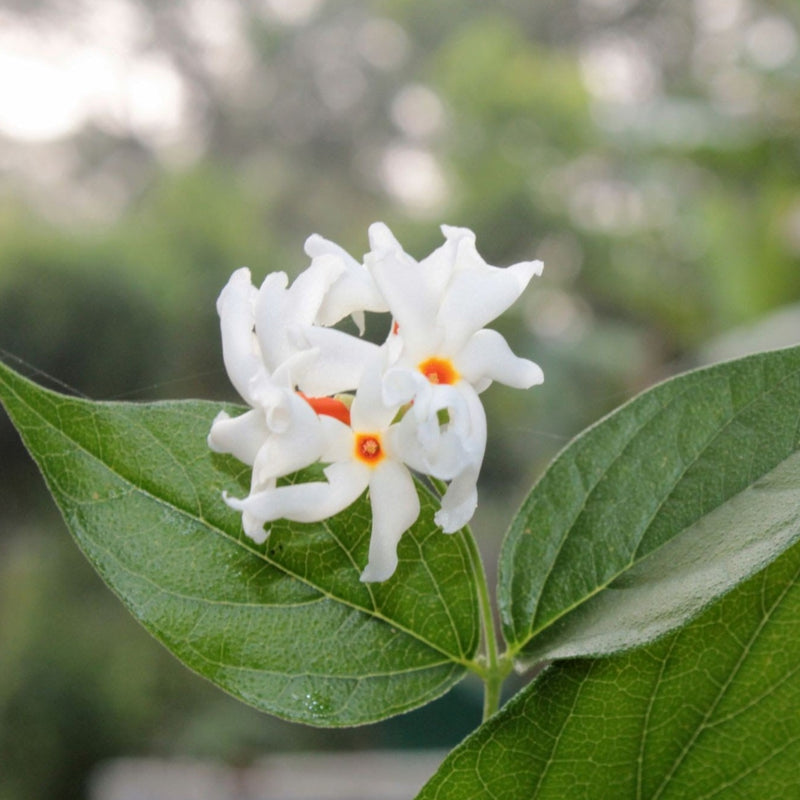 Harsringar (Pavizhamalli) Flowering Live Plant