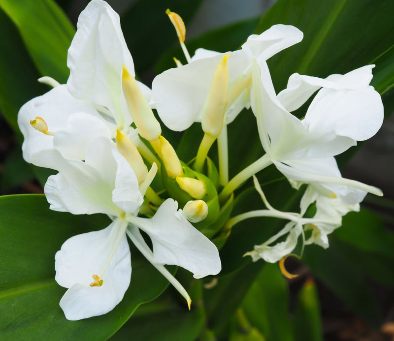 White Ginger Lily (Hedychium coronarium) Flowering Live Plant