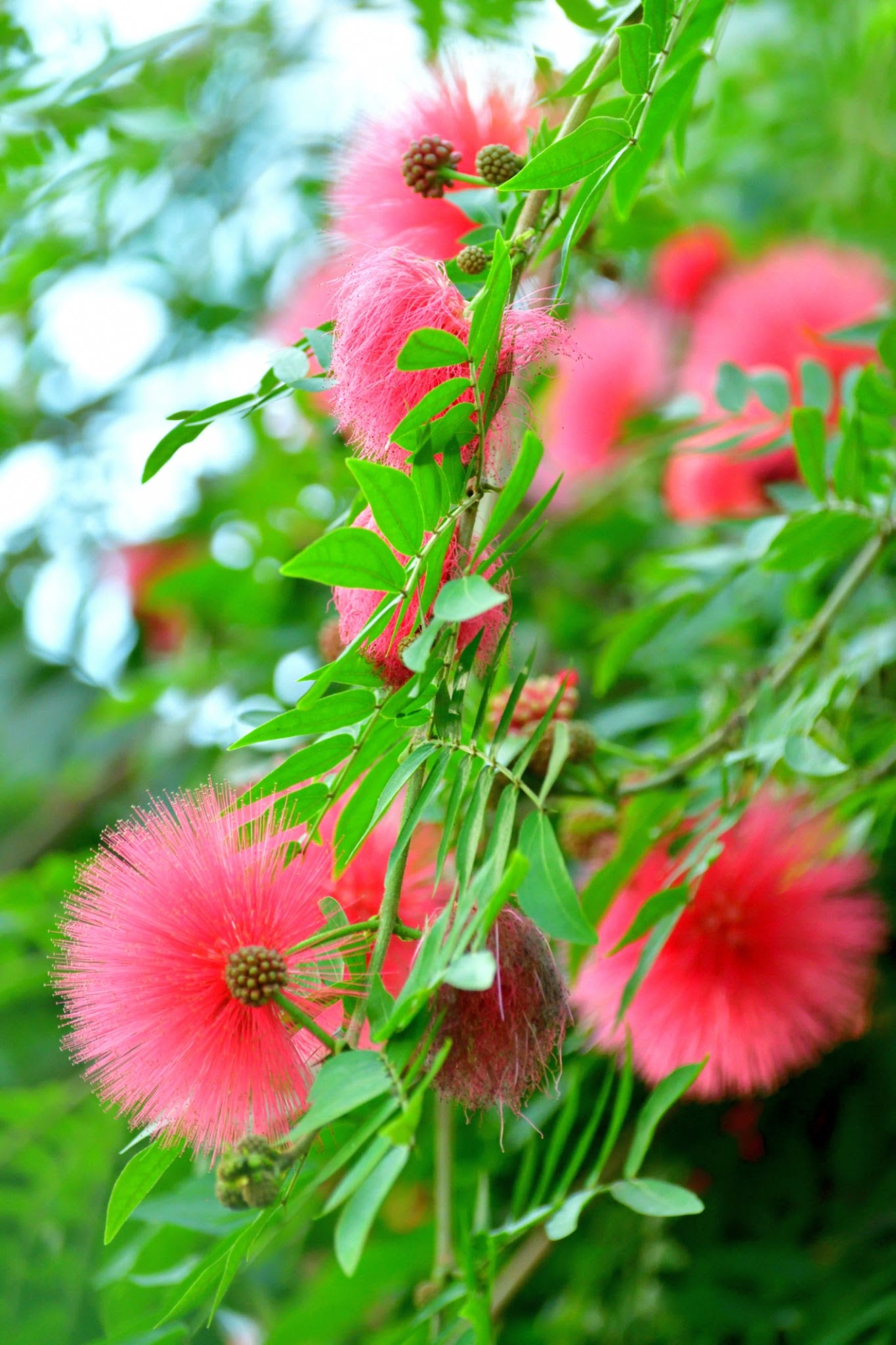 Calliandra Red (Calliandra haematocephala) All Time Flowering Live Plant