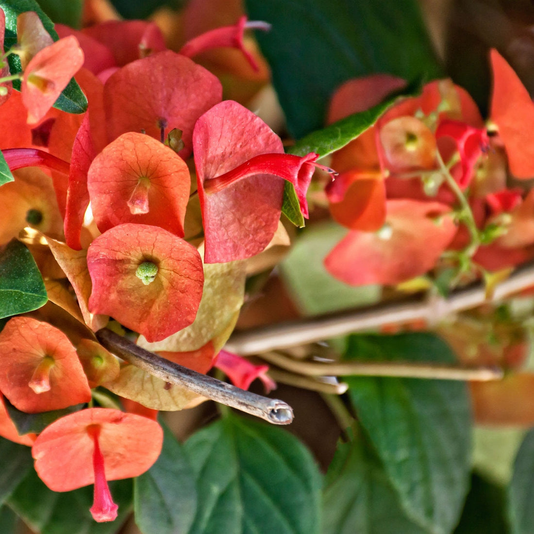 Red Chinese Hat (Holmskioldia Sanguinea) Flowering Live Plant