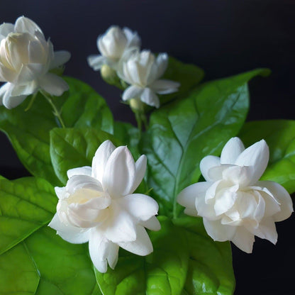 Arabian Jasmine / Gundu Malli (Jasminum sambac) Highly Fragrant Flowering Live Plant