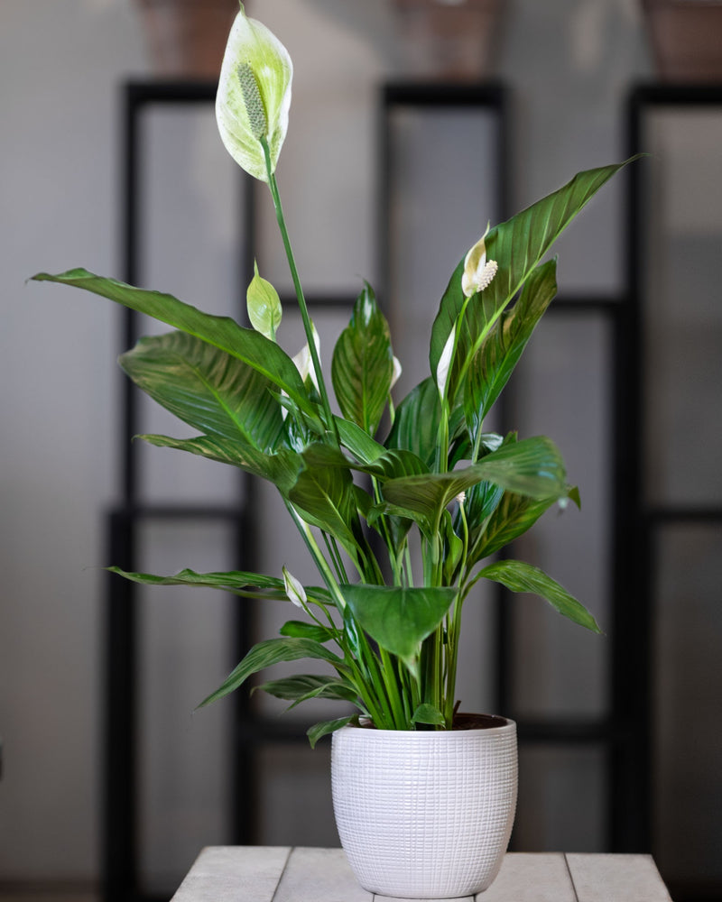 Peace Lily / Spathiphyllum Indoor Plant