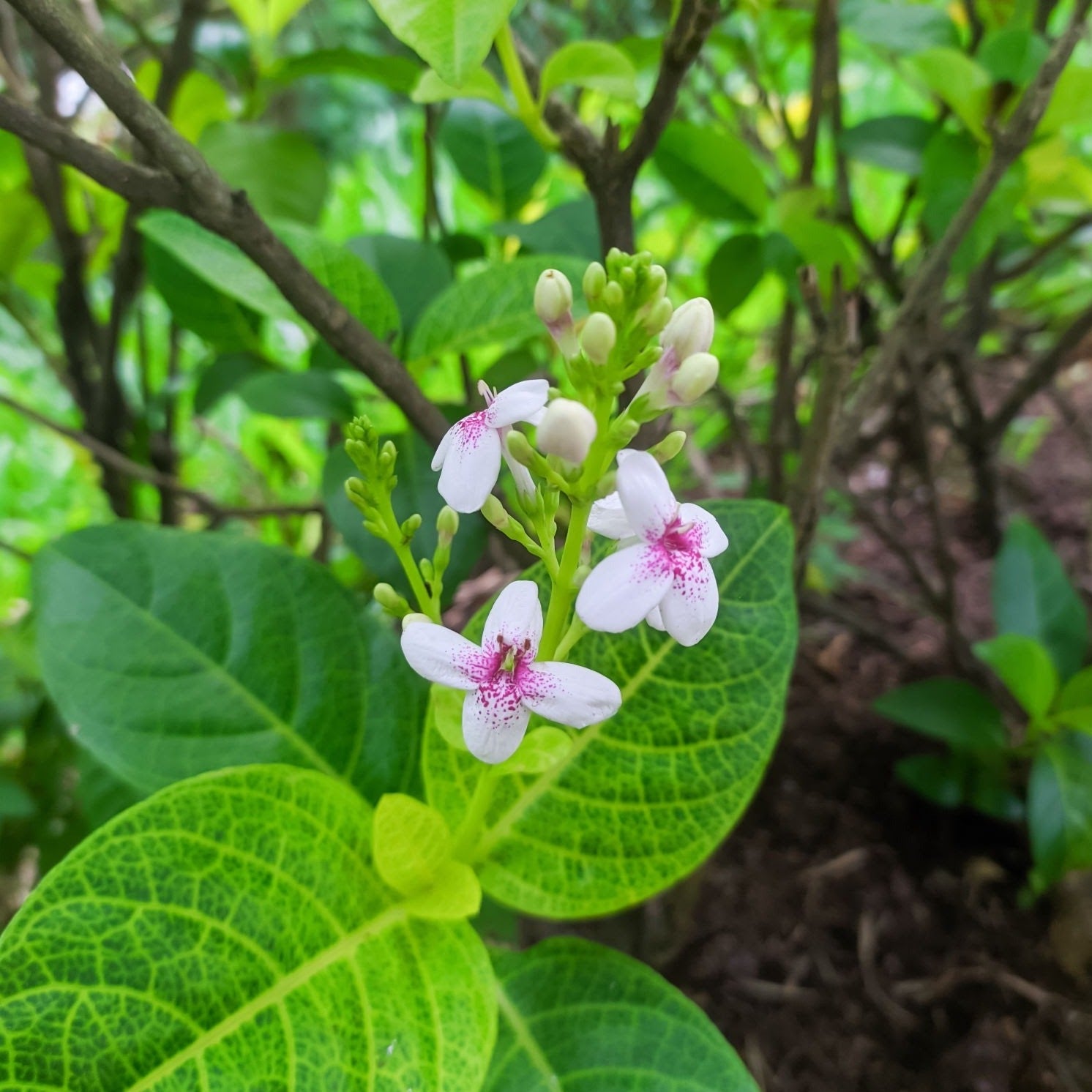 Pseuderanthemum Maculatum (Green Leaf) Flowering Live Plant