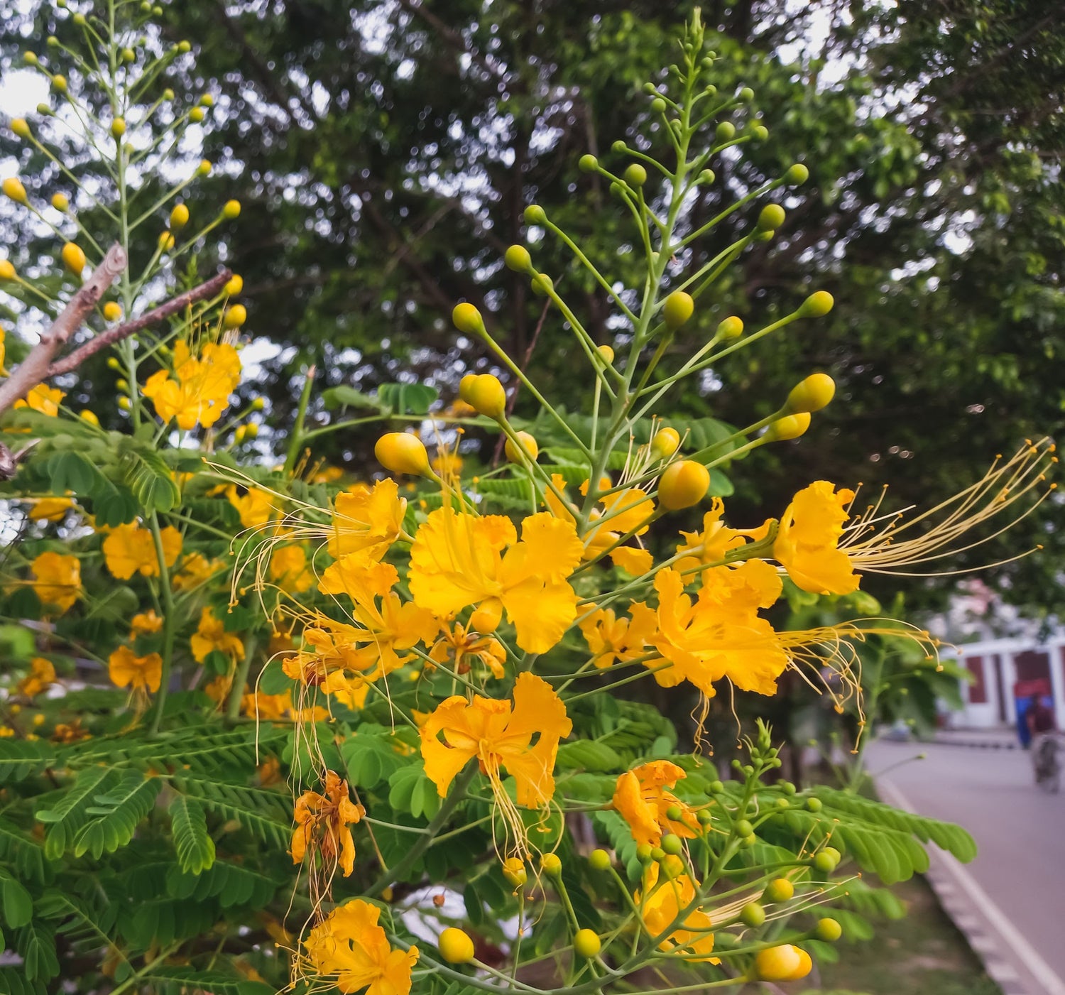 Avaram (Senna auriculata) All Time Flowering Live Plant
