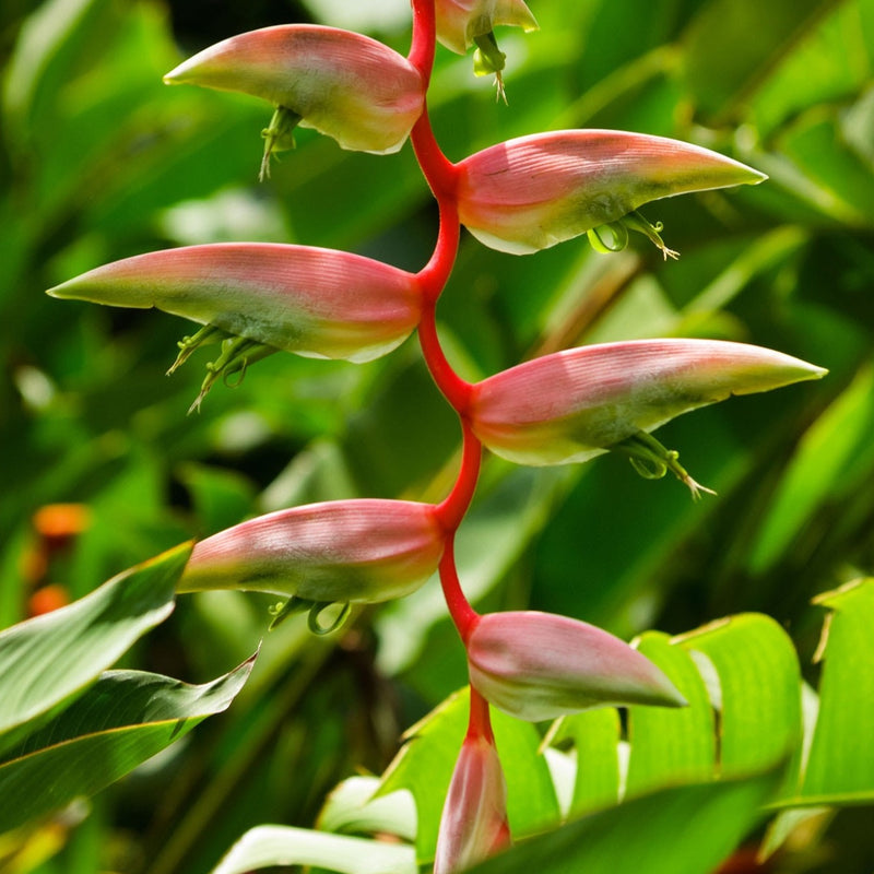 Heliconia chartacea Sexy Pink Flowering Live Plant