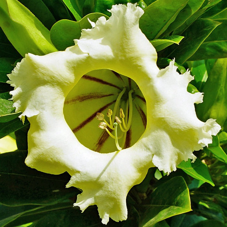 Solandra Flowering Live Plant