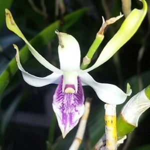 Dendrobium Lowana Nioka (Blooming Size)