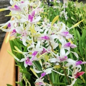 Dendrobium Lowana Nioka (Blooming Size)