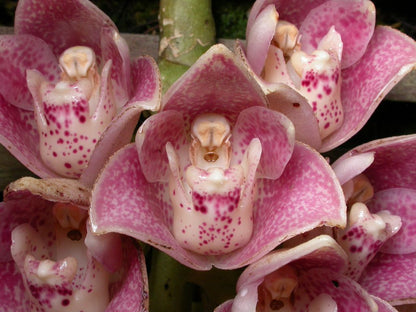 Dove Pink (Blooming Size)