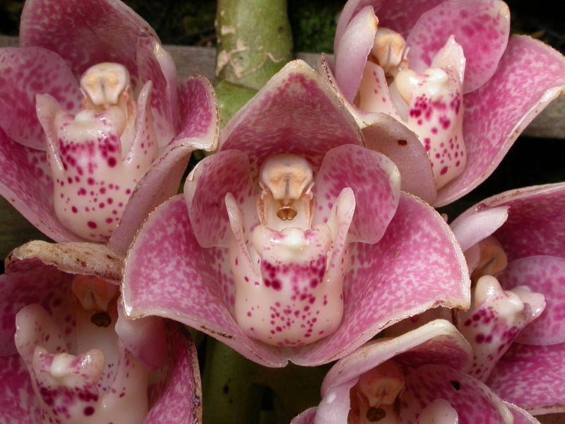 Dove Pink (Blooming)