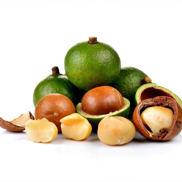 Macadamia Nut Layered Fruit Live Plant