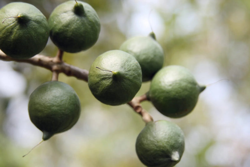 Macadamia Nut Grafted Fruit Live Plant