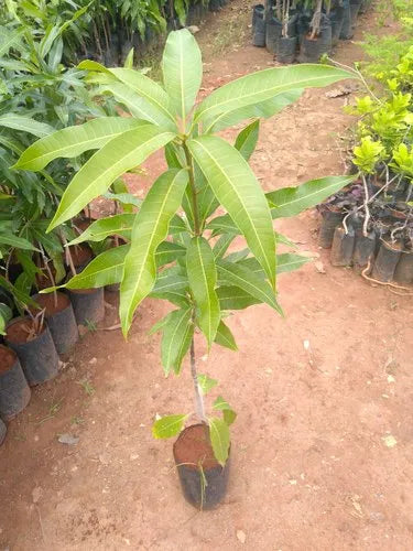 Malgova Mango Grafted Live Plant