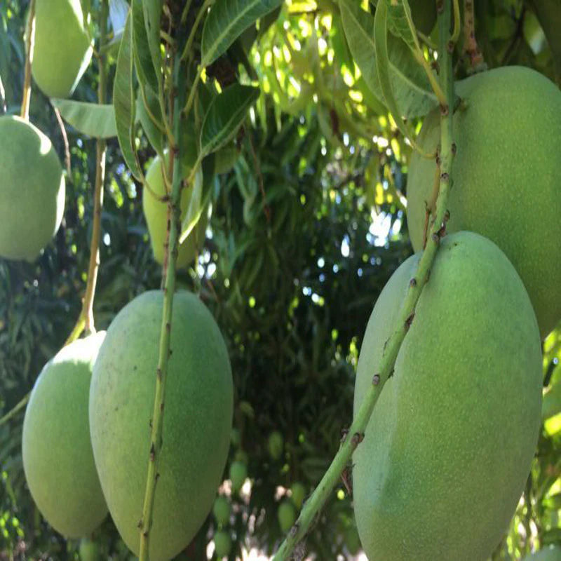 Mallika Mango Grafted Live Plant