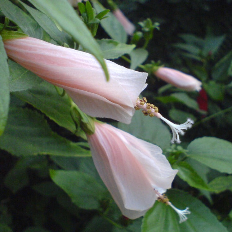 Sleeping Hibiscus Baby Pink Flowering Live Plant