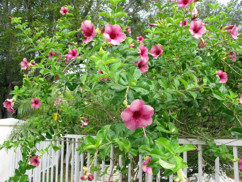 Allamanda Blanchetii Pink All Time Flowering Live Plant