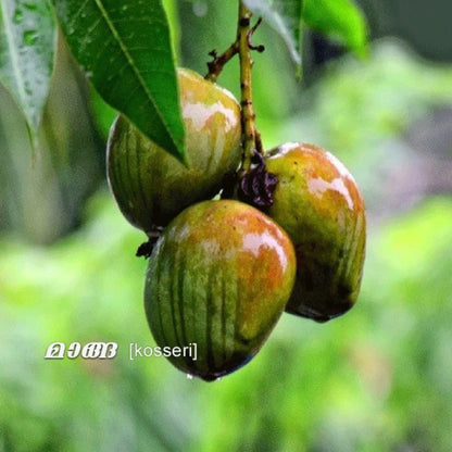 Kosseri Mango Grafted Live Plant