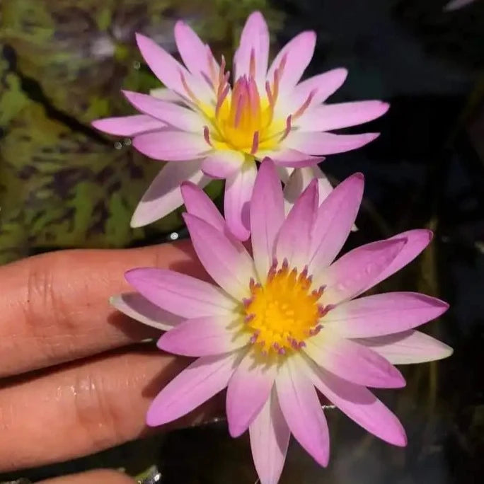 Marshmallow (Tropical Water Lily)