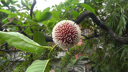 Red Kadamb (Neolamarckia cadamba) Flowering Live Plant