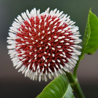 Red Kadamb (Neolamarckia cadamba) Flowering Live Plant