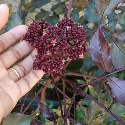 Leea Coccinea (Rubra) Burgundy Ornamental Live Plant