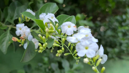 Duranta Erecta White Flower with Green Leaves Ornamental Live Plant