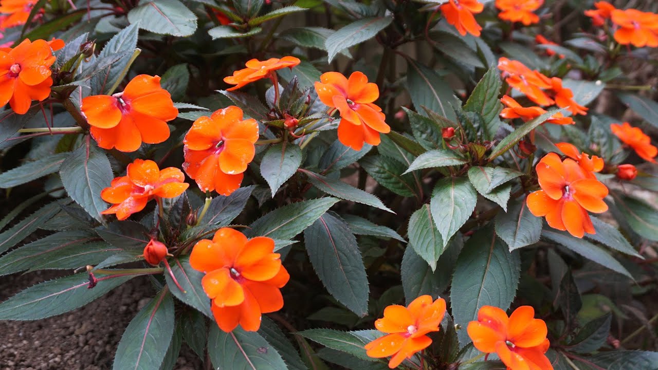 New Guinea Orange (Impatiens hawkeri) Rare All Time Flowering Live Plant