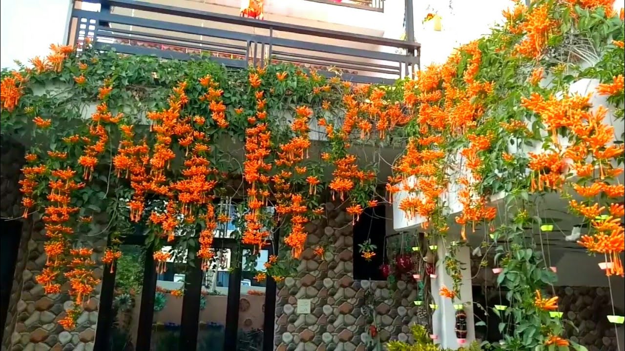 Flaming Trumpet Vine (Pyrostegia Venusta) Creeper/Climber Flowering Live Plant