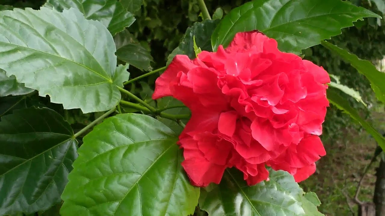 Red Dragon Hibiscus All Time Flowering Live Plant with Flower