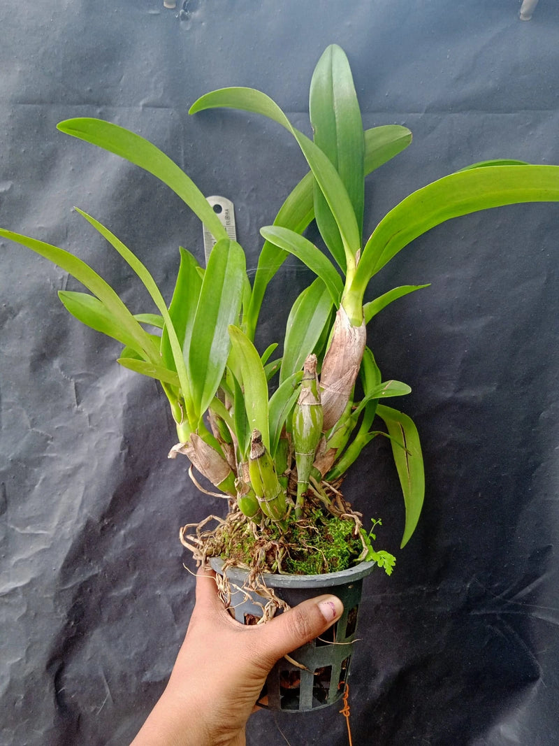 Cattleya Schomburgkia Milamey - Blooming
