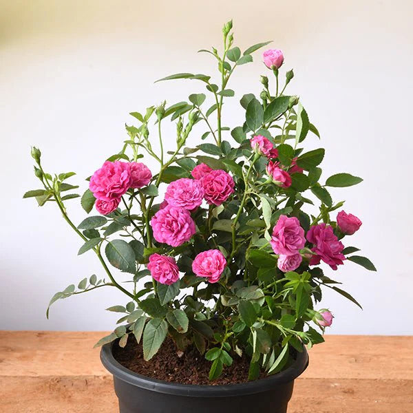 Miniature Dark Pink Button Rose Live Plant