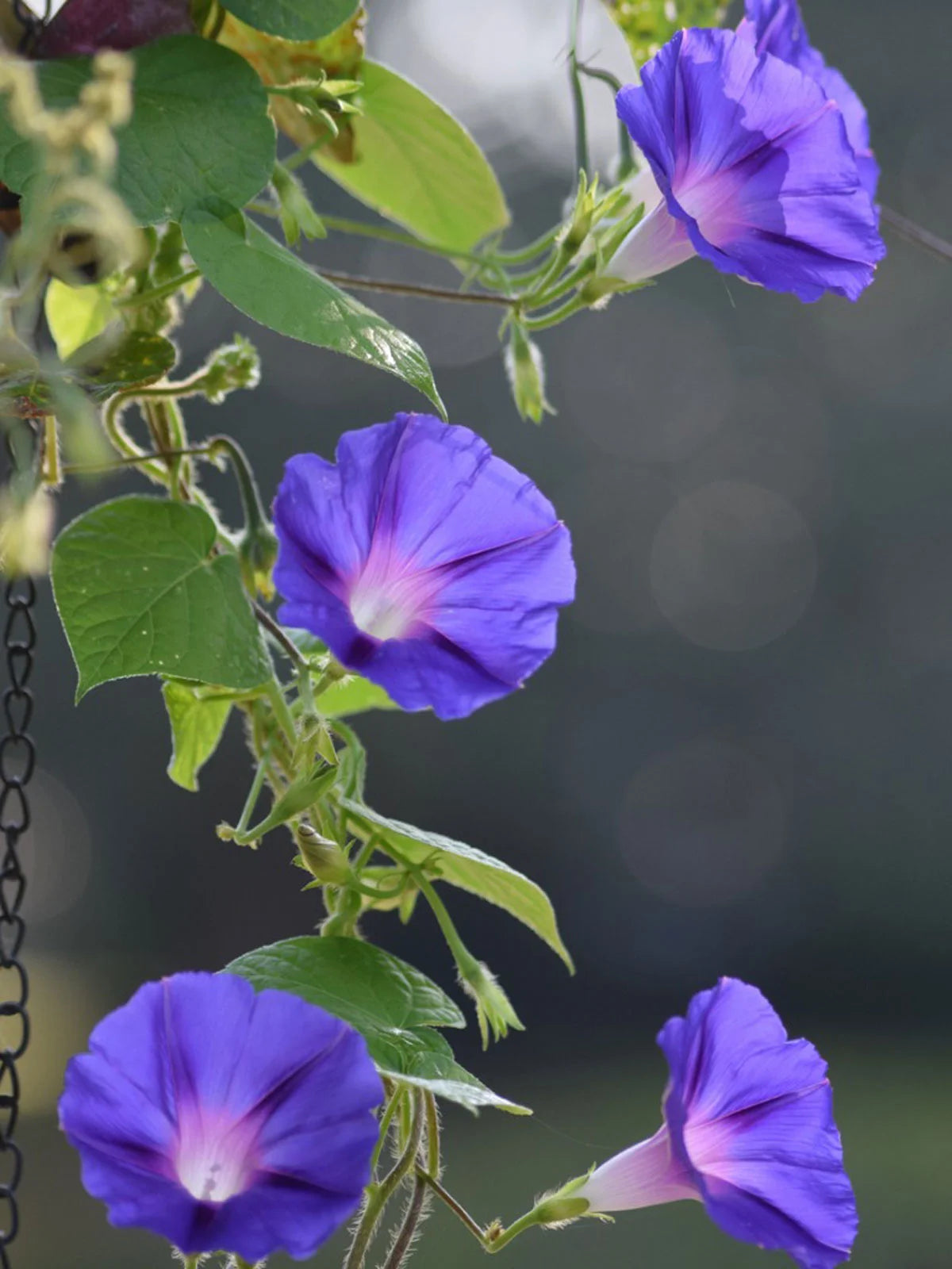 Morning Glory (Ipomoea) All Time Flowering Live Plant