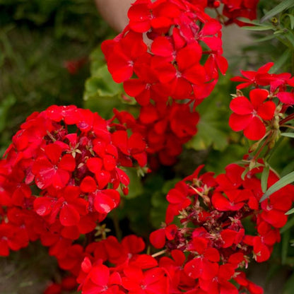 Geranium Ivy Red Creeper/Climber Flowering Live Plant