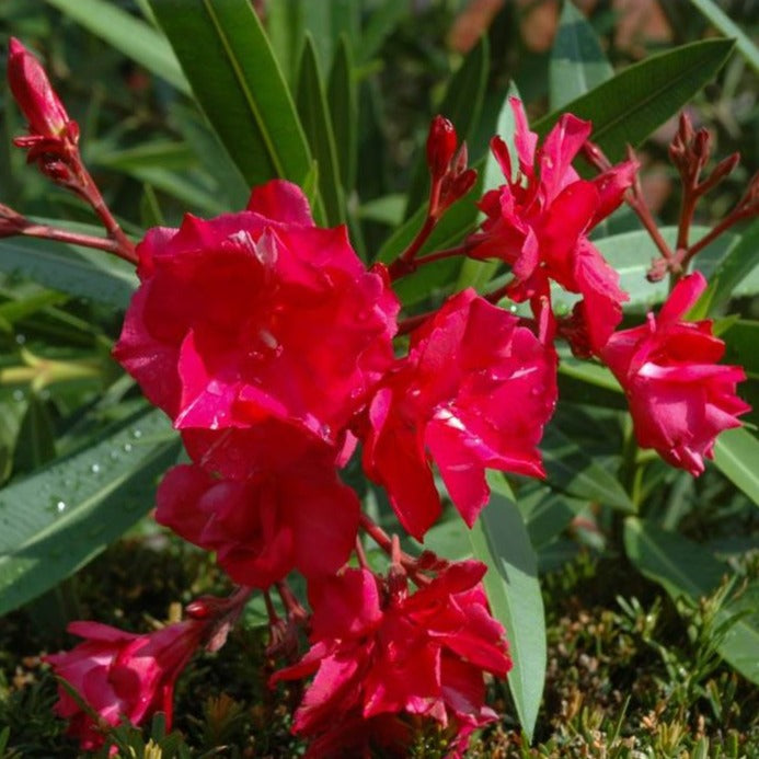 Arali Red Multi Petal (Nerium oleander) Rare All Time Flowering Live Plant