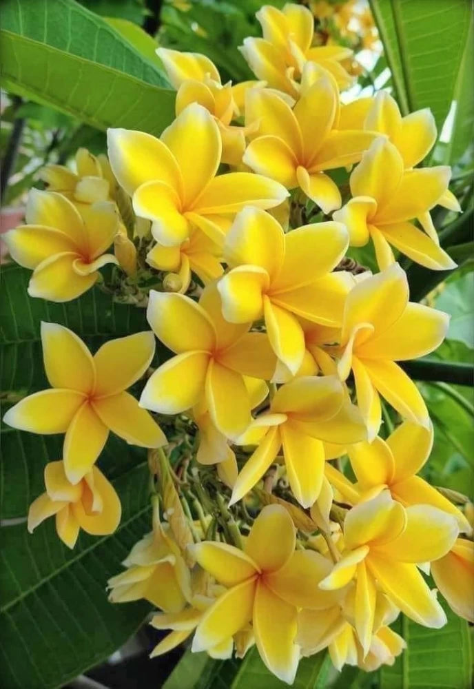 Plumeria Yellow (Frangipani) All Time Flowering Live Plant